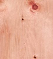 images/zirbelkiefer